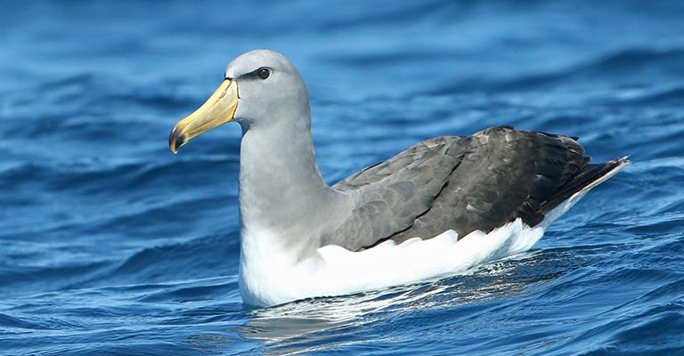 Chatham Albatross Life History