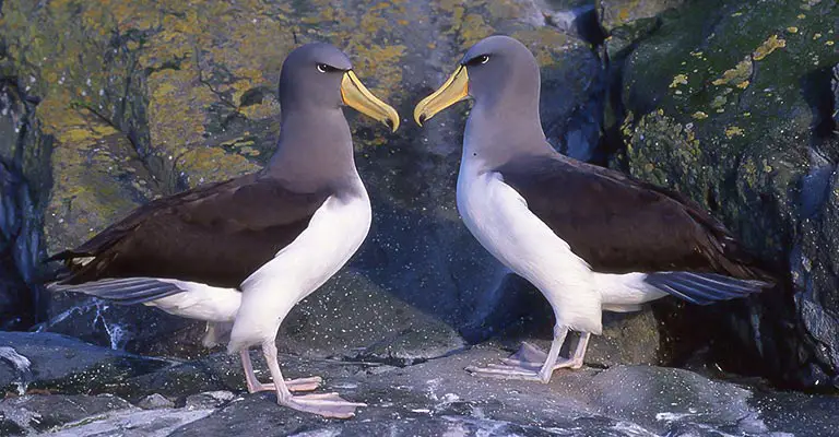 Chatham albatross