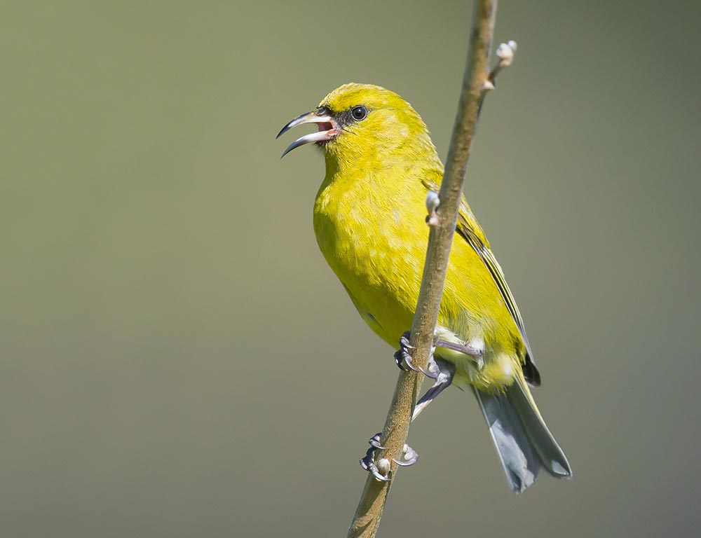 Chlorodrepanis virens