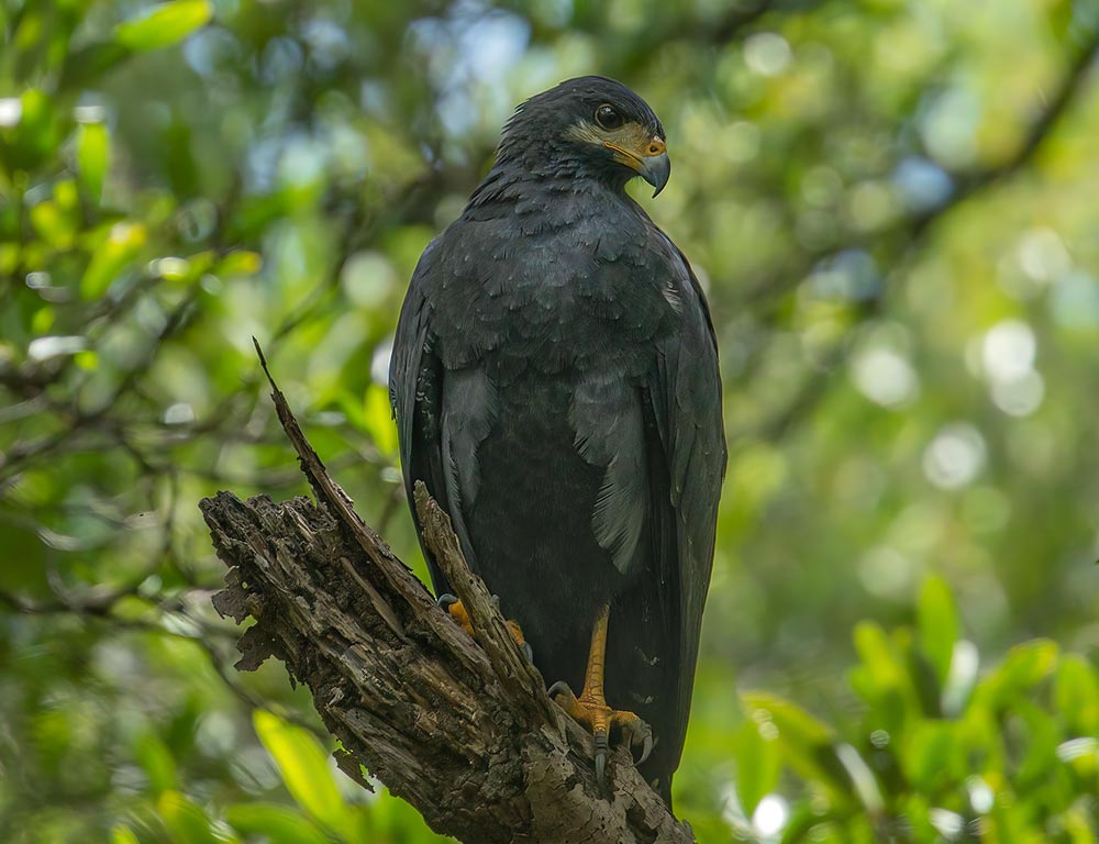 Common Black Hawk