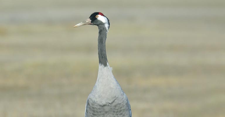 Common Crane Head and Neck