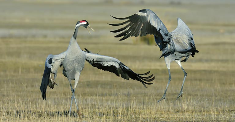 Common Crane Life History