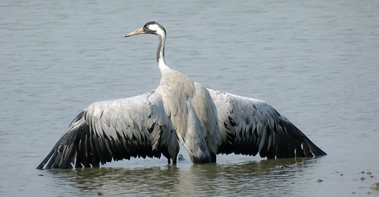 Common Crane