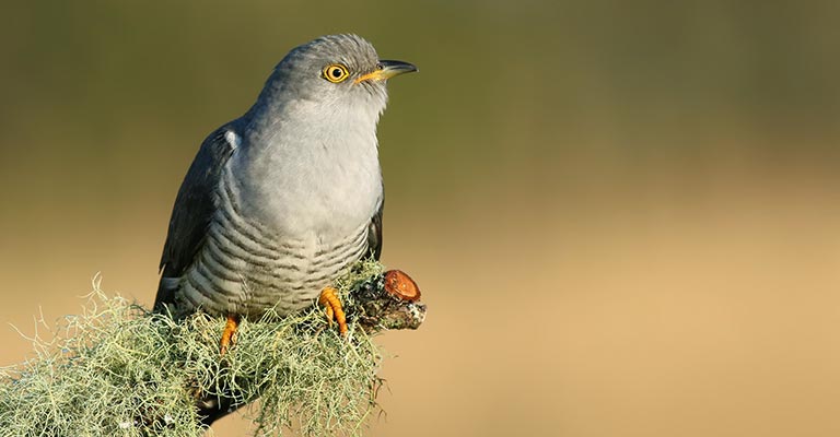 Common Cuckoo Life History