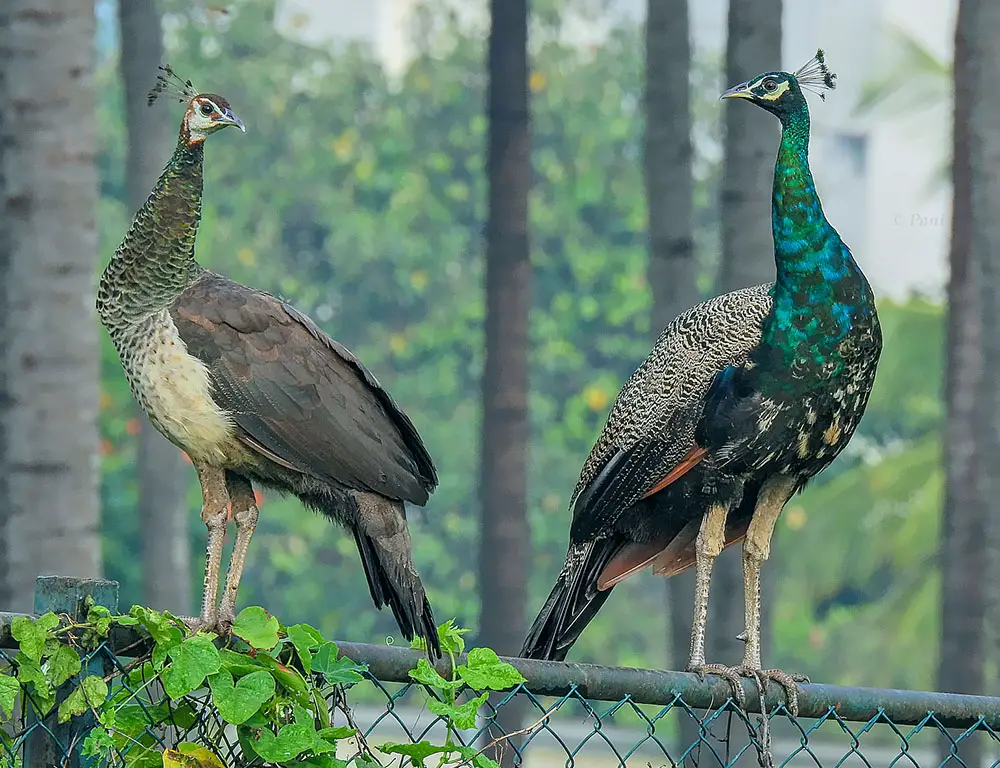 Common Diseases and Treatments of the Indian Peafowl