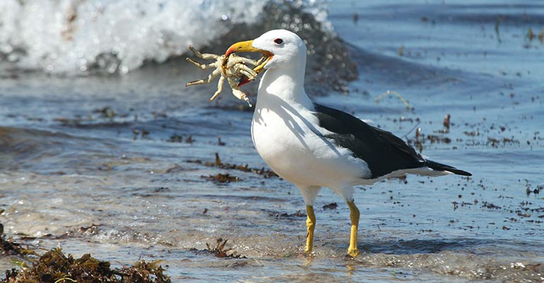 Common Food of Albatrosses
