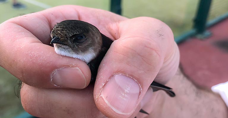 Common Food of Antillean Palm Swift