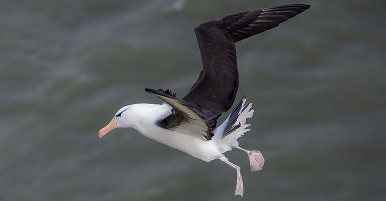 Common Food of Black-browed Albatross