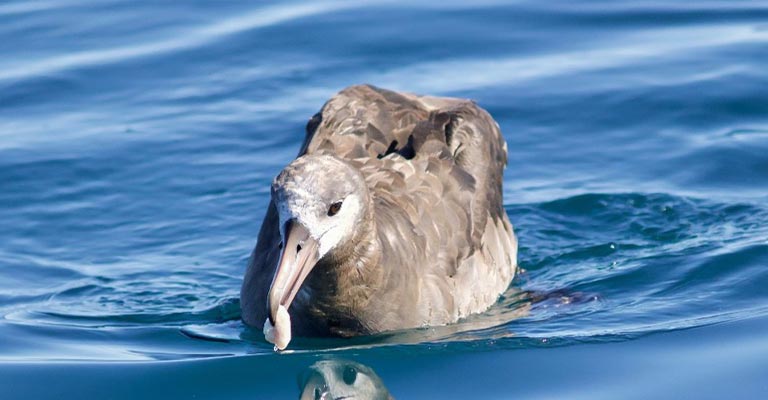 Common Food of Black-footed Albatross