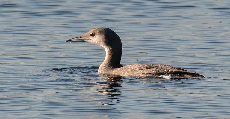 Common Food of Black-throated Loon