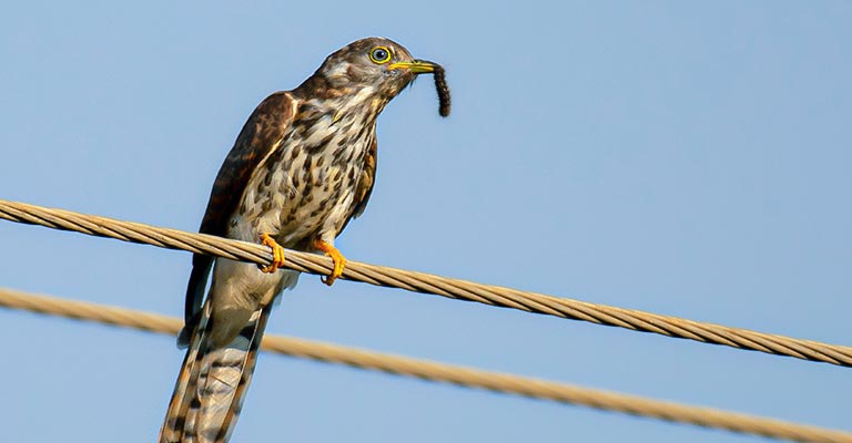 Common Food of Common Cuckoo