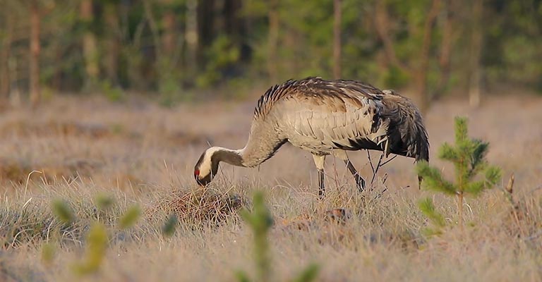 Common Food of Cranes