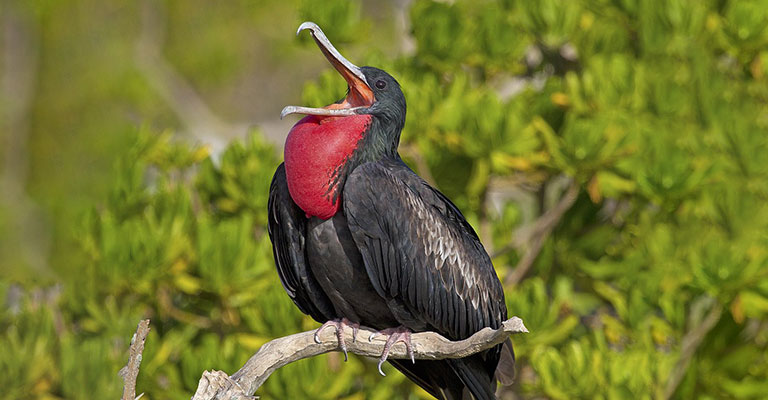 Common Food of Great Frigatebird