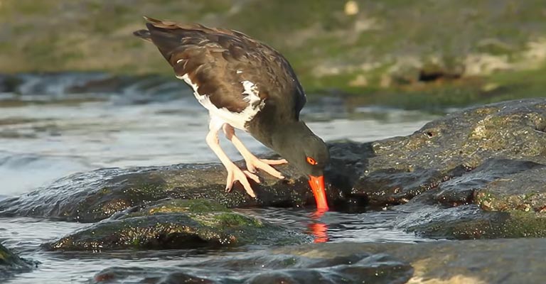 Common Food of Oystercatchers