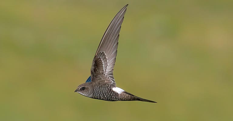 Behavioral Habits of Pacific Swift