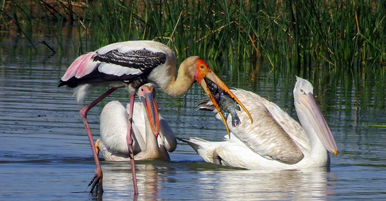 Common Food of Painted Stork