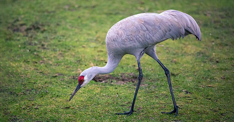 Common Food of Sandhill Crane