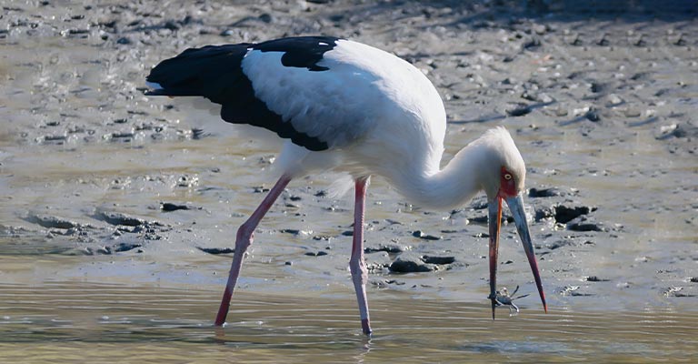 Common Food of Stork