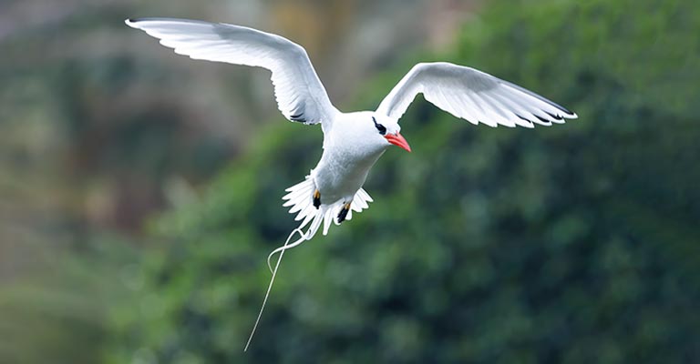 Common Food of Tropicbirds