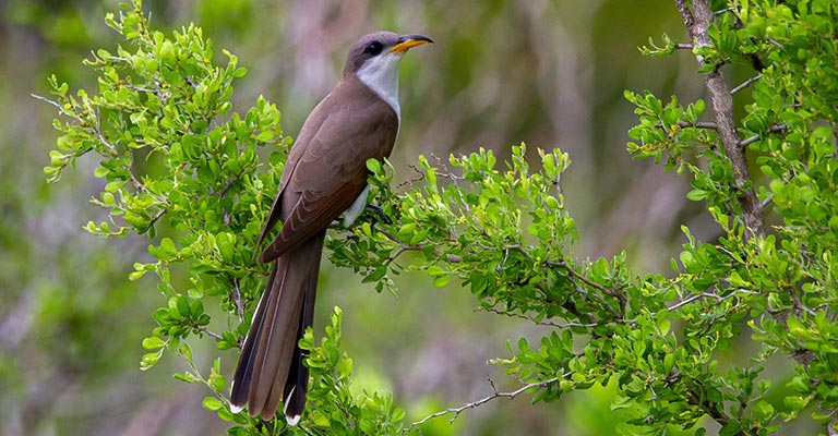 Common Food of Yellow-billed Cuckoo