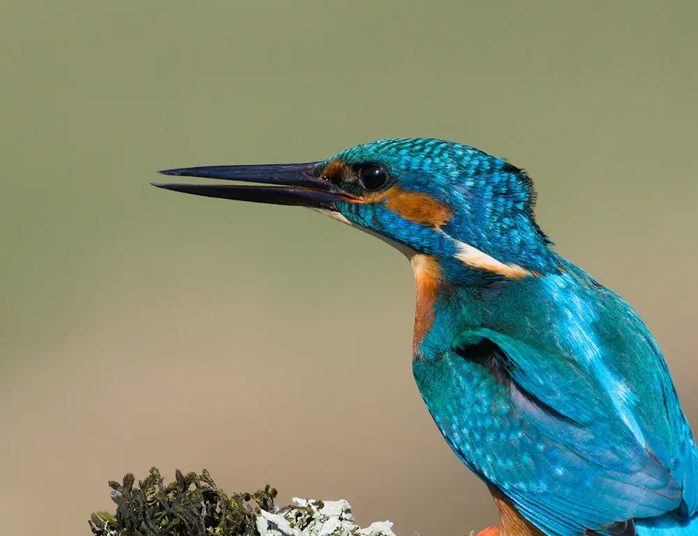Common Kingfisher Voice