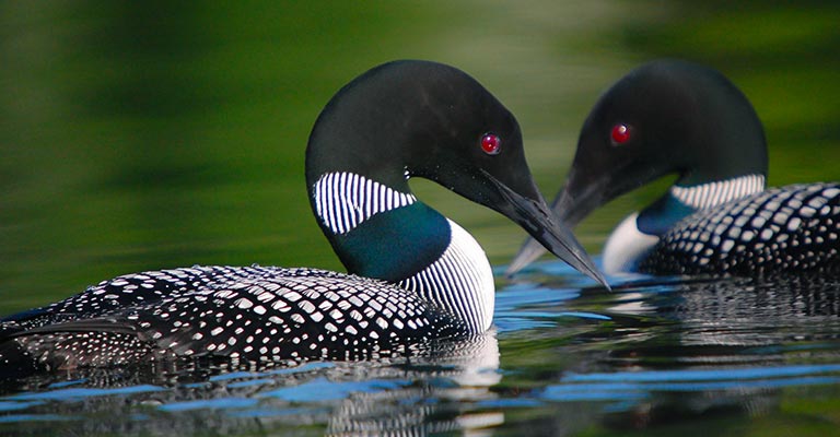 Common Loon