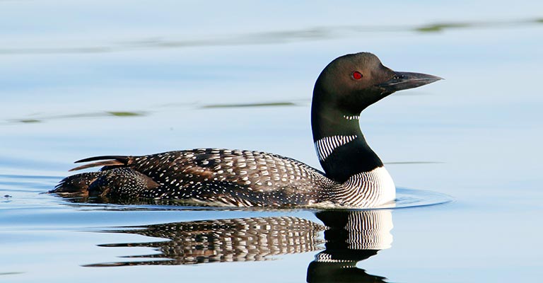 Common Loon Life History