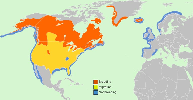 Common Loon Range Map