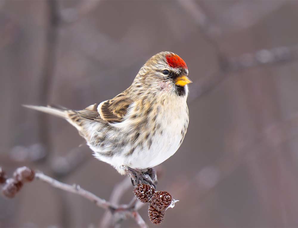 Common Redpoll