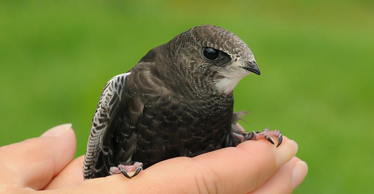 Fun Facts About Common Swift