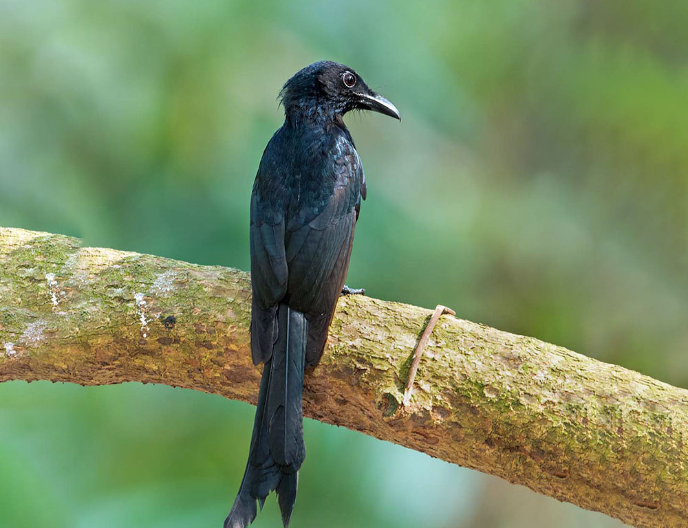 Conservation Efforts for Drongos