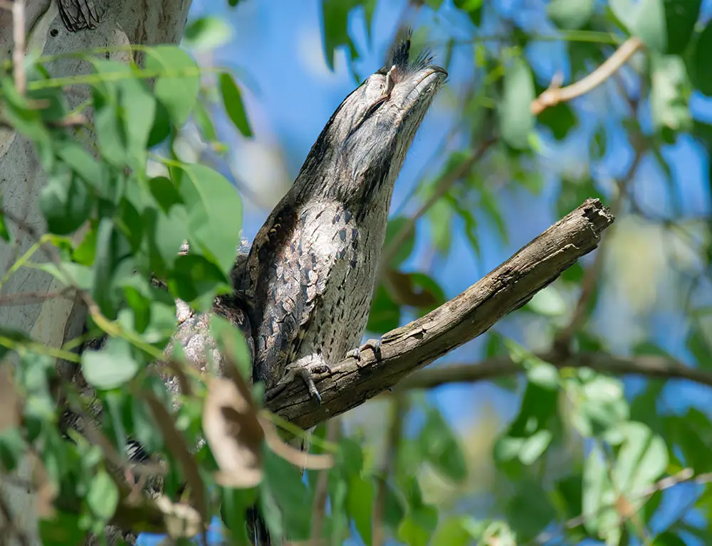 Conservation Efforts for Frogmouths