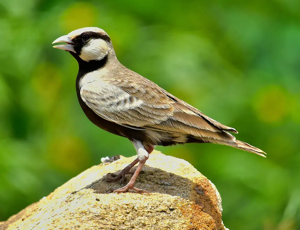 Conservation Efforts for the Ashy-Crowned Sparrow-Lark
