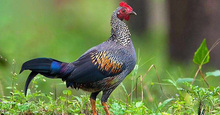 Conservation Status and Threats to Grey Junglefowl