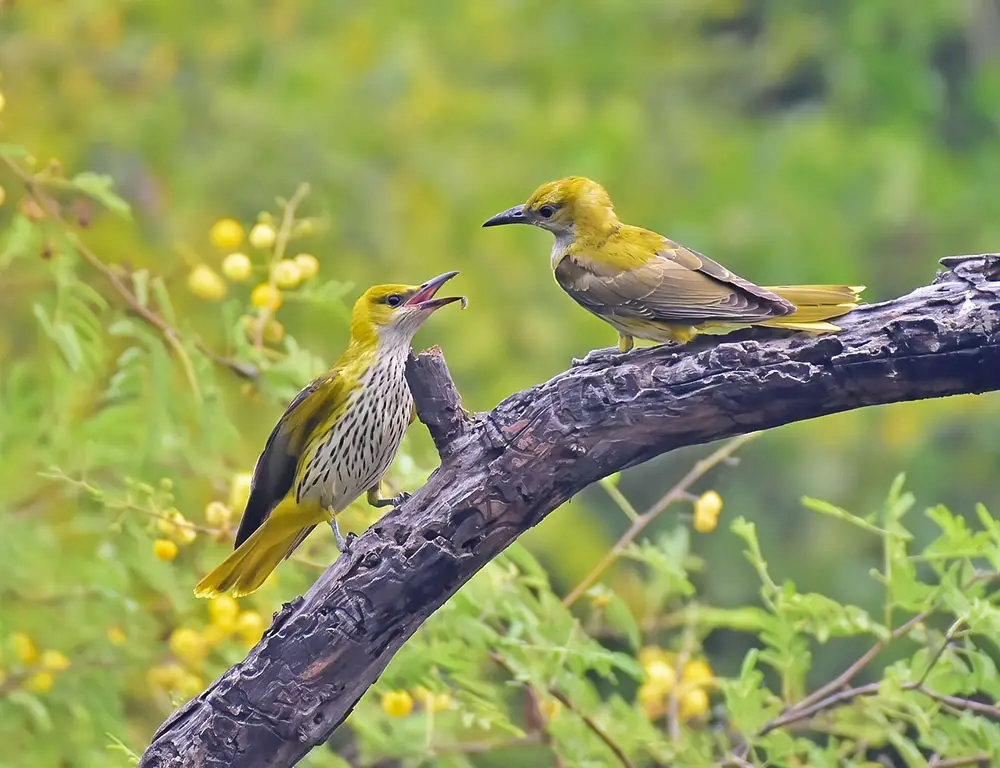 Conservation Status of Indian Golden Orioles