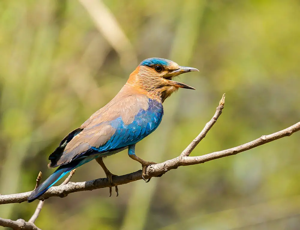 Conservation Status of Indian Roller
