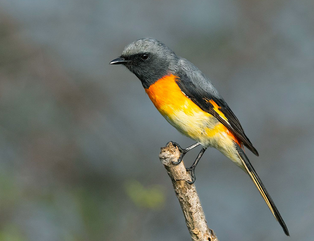 Conservation Status of Small Minivet