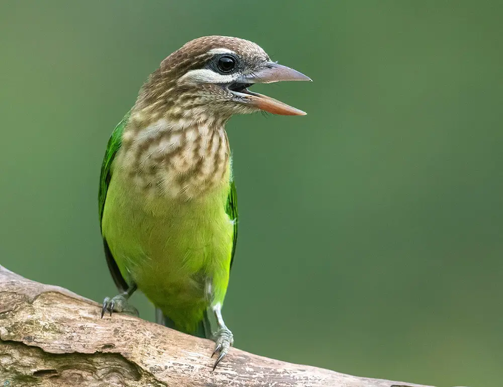 Conservation Status of White-Cheeked Barbet