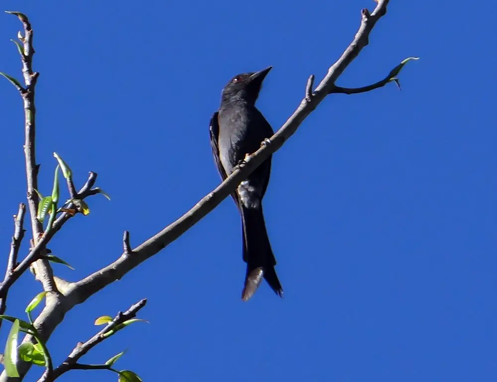 Conservation Status of the Ashy Drongo