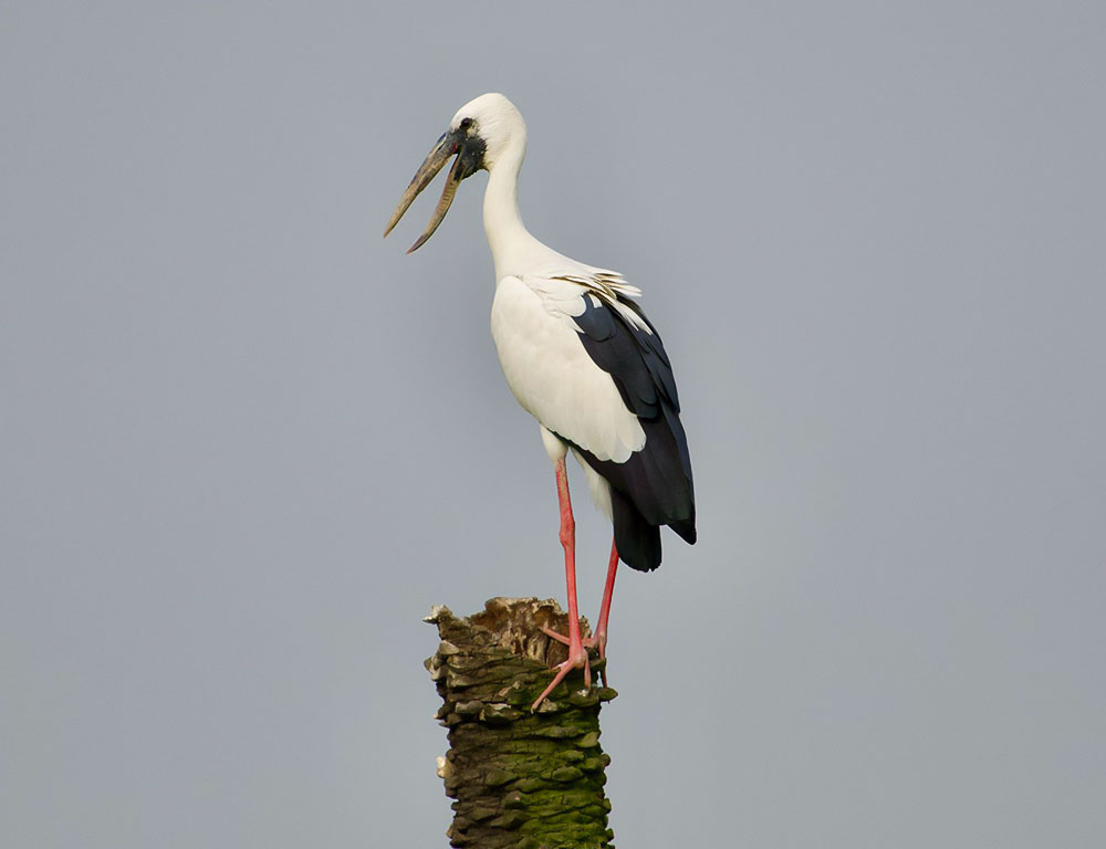 Conservation Status of the Asian Openbill