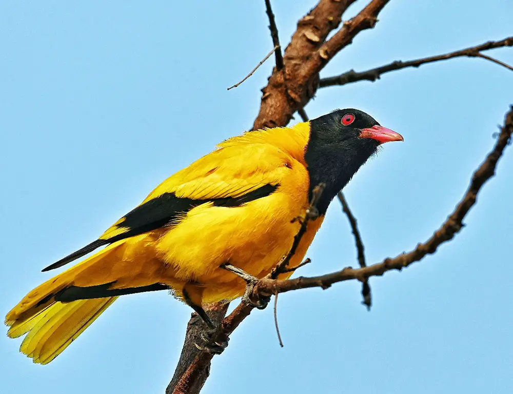 Conservation Status of the Black-Hooded Oriole