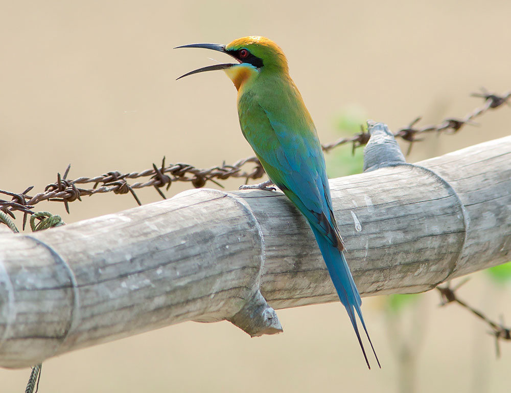 Conservation Status of the Blue-Tailed Bee-Eater