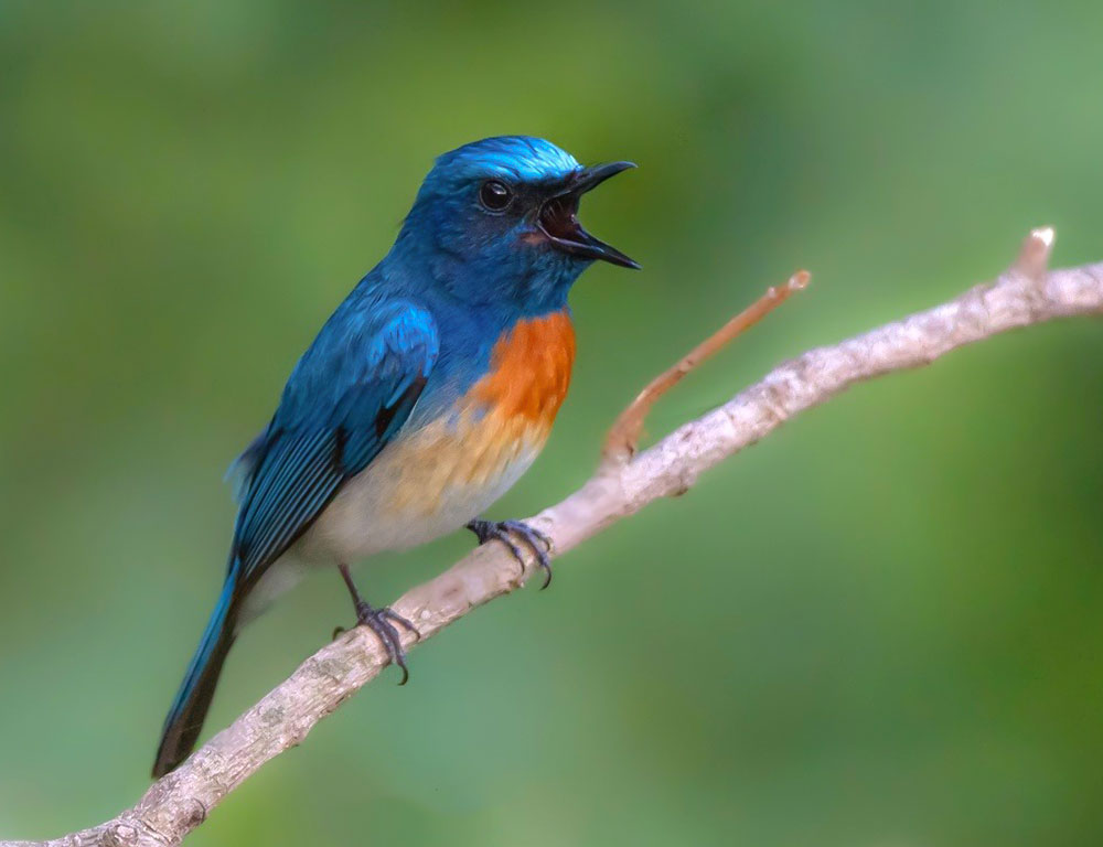 Conservation Status of the Blue-Throated Blue Flycatcher