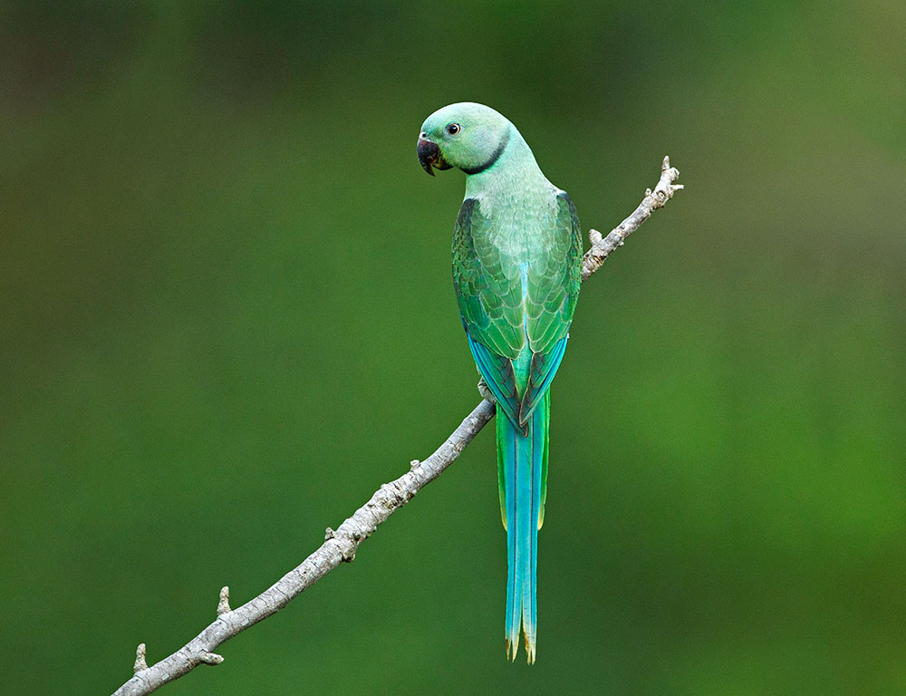 Conservation Status of the Blue-Winged Parakeet