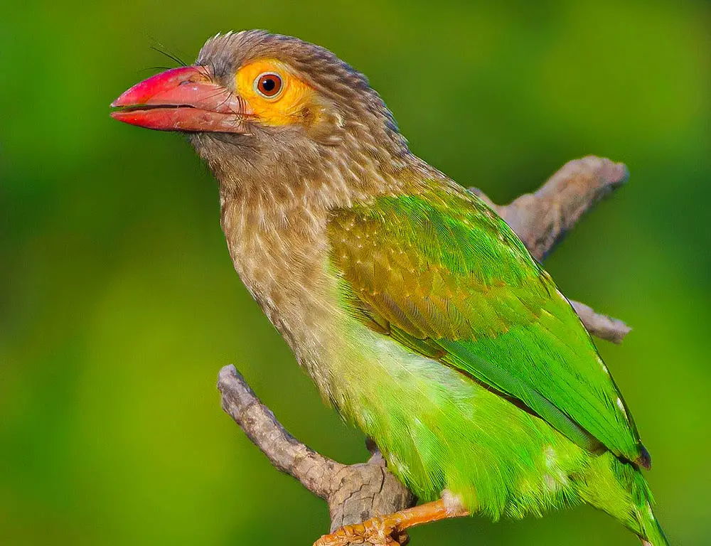 Conservation Status of the Brown-Headed Barbet