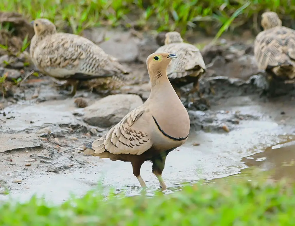 Conservation Status of the Chestnut-Bellied Sandgrouse