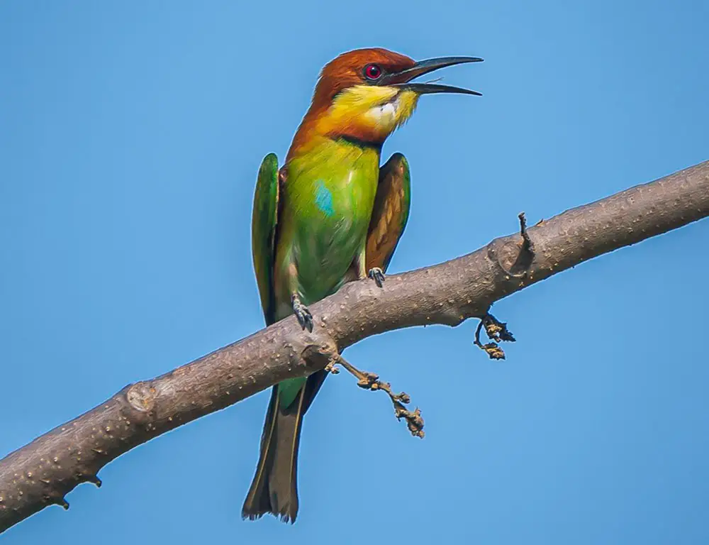 Conservation Status of the Chestnut-Headed Bee-Eater