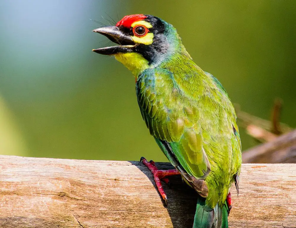 Conservation Status of the Coppersmith Barbet