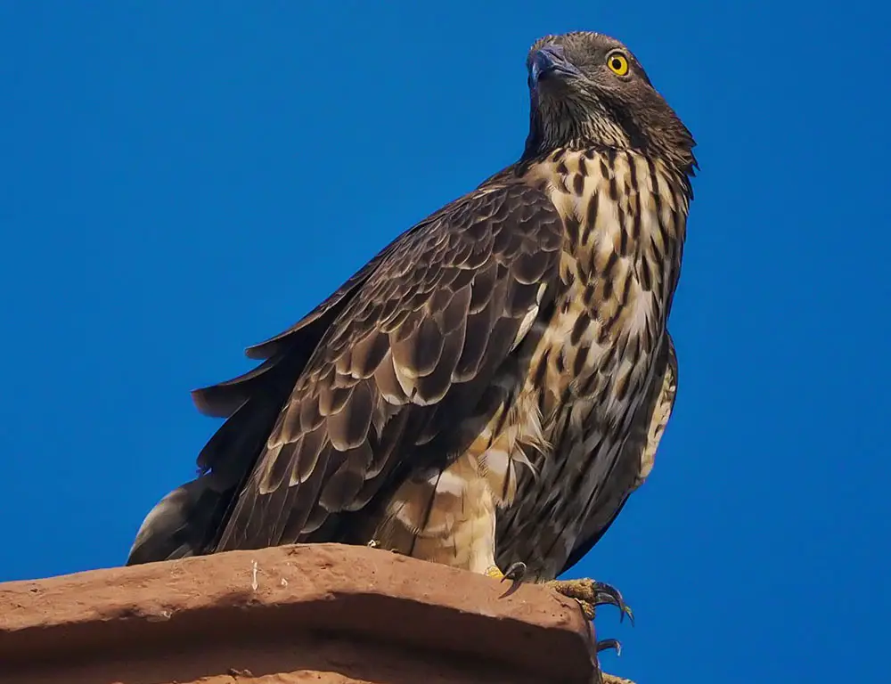 Conservation Status of the Crested Honey Buzzard