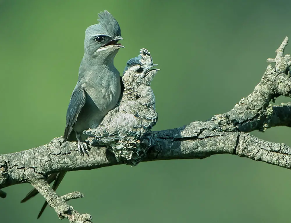 Conservation Status of the Crested Treeswift